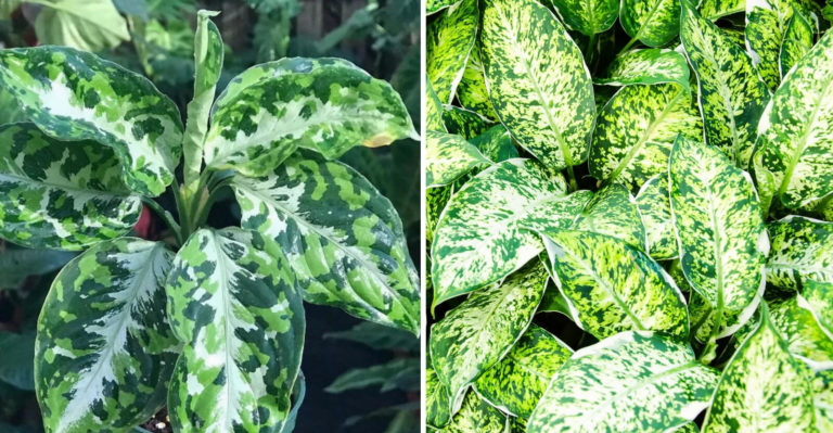 Aglaonema Pictum Tricolor — How to Care and Planting Guide