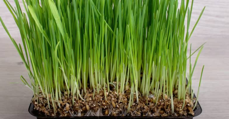 How Long Does it Take Grass Seed to Grow