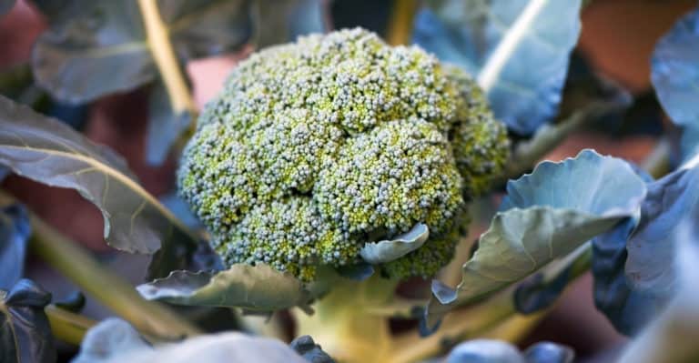 Is Broccoli Man-Made? (And What it Used to Be)
