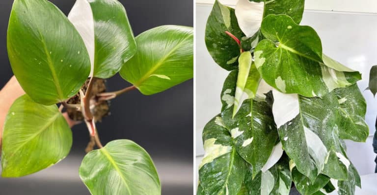 Philodendron White Knight (How to Grow and Care Guide)