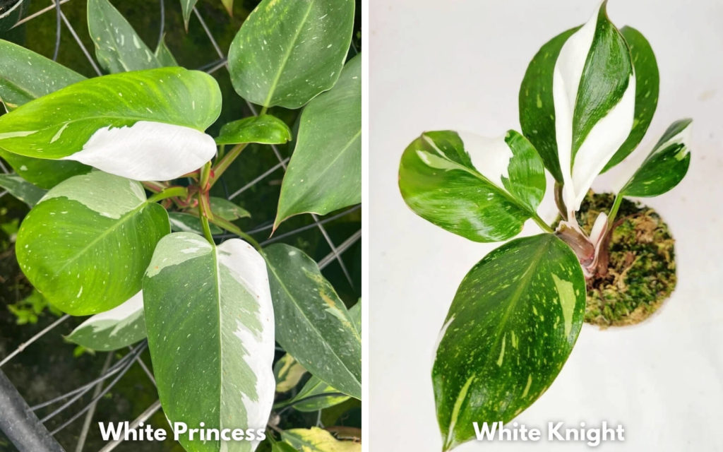 Philodendron white princess vs. white knight Philodendron