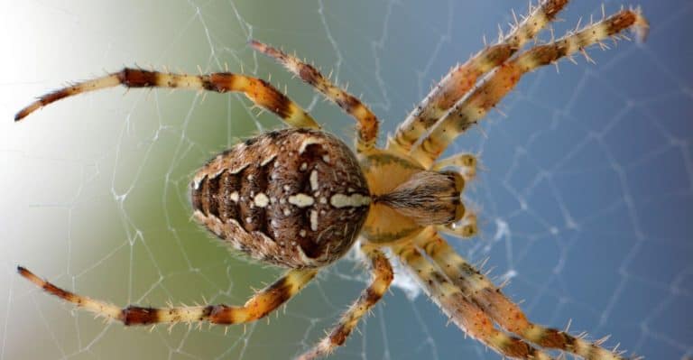 How to Kill Spiders in 7 Quick and Easy Ways (It Works)