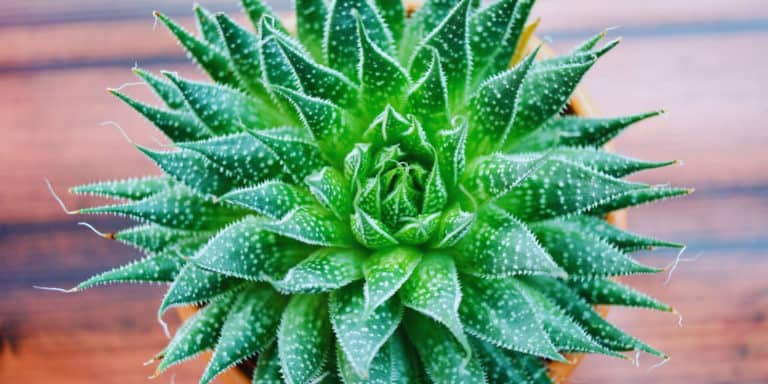 Aloe Vera Plant Care for New Gardeners (In-depth Guide)