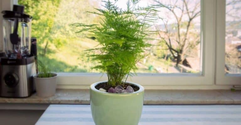 How to Grow and Care Asparagus Plumosa Fern to Transform Your Yard