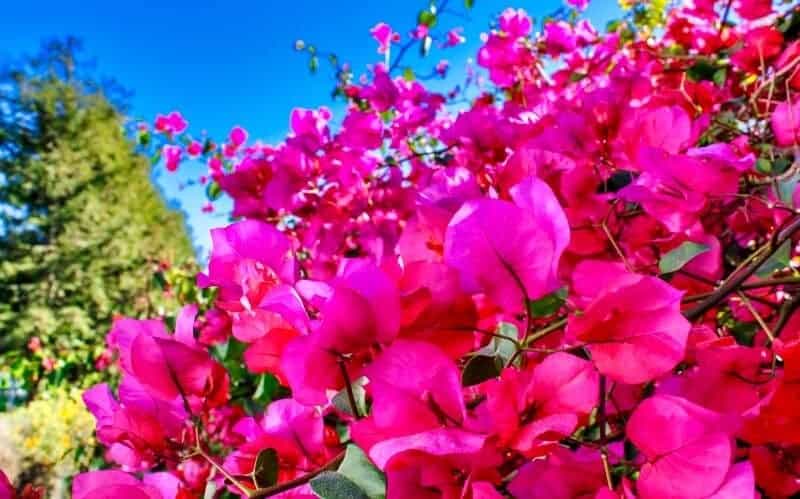 Growing And Caring For Bougainvillea: What You Need To Know