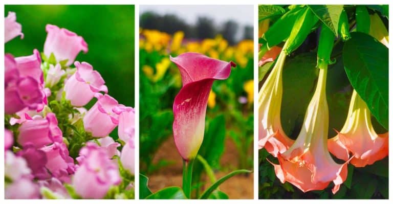 17 Gorgeous Bell-Shaped Flowers for Your Garden
