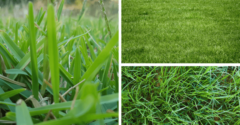 9 Best Grass for Sandy Soil (as per Garden Experts)