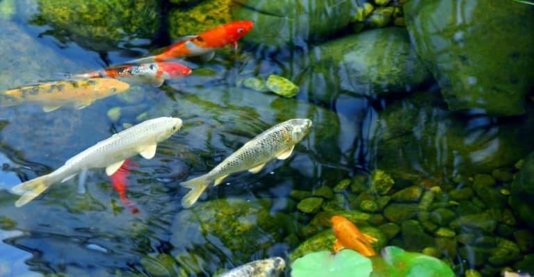 33 Incredible Koi Pond Ideas That Will Make You Say Wow!!
