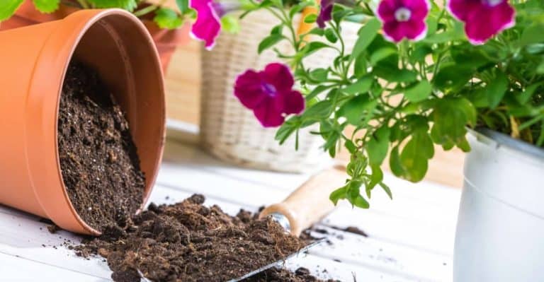 Best Potting Soil for Indoor and Outdoor Gardens in 2023 (Reviewed)