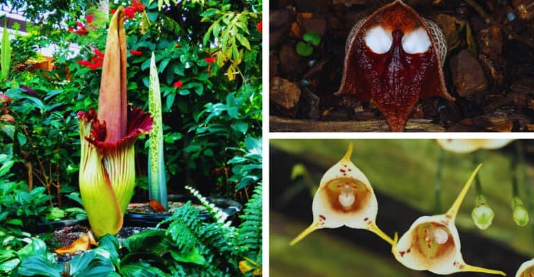 21 Rare Flowers with Pictures and Common Names