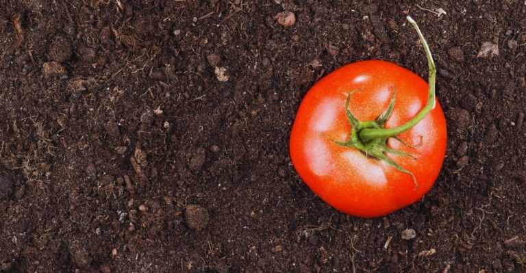 Best Soil For Tomatoes Rich in High Potassium (Sweeter Tomatoes)