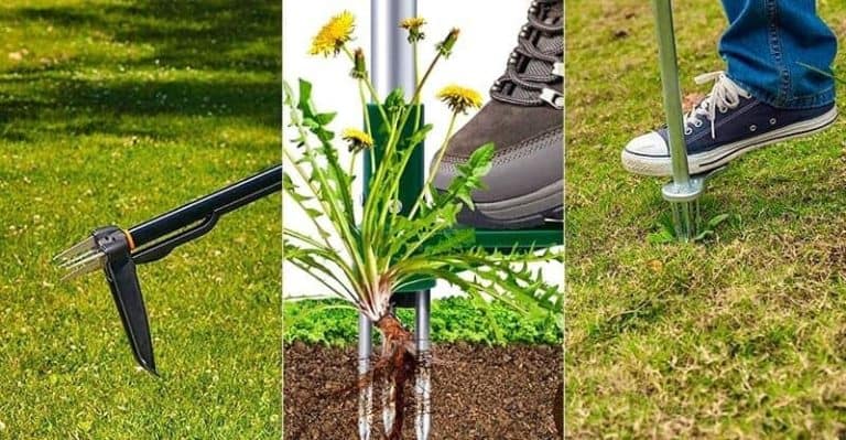 5 Best Stand Up Weeder in 2022 to Remove Weeds Without Hurting Your Back