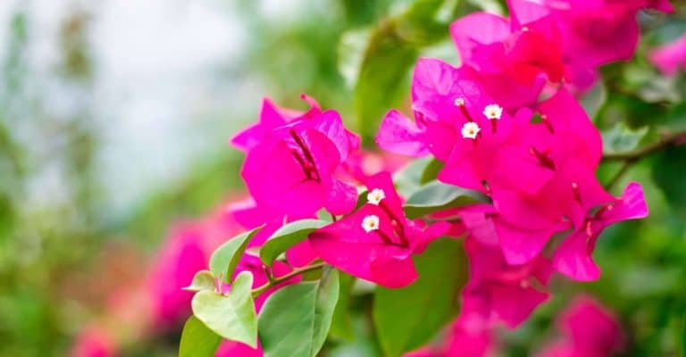 Growing and Caring for Bougainvillea: What You Need to Know