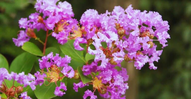 How to Fertilize and Care for Crape Myrtles (Get More Flowers)