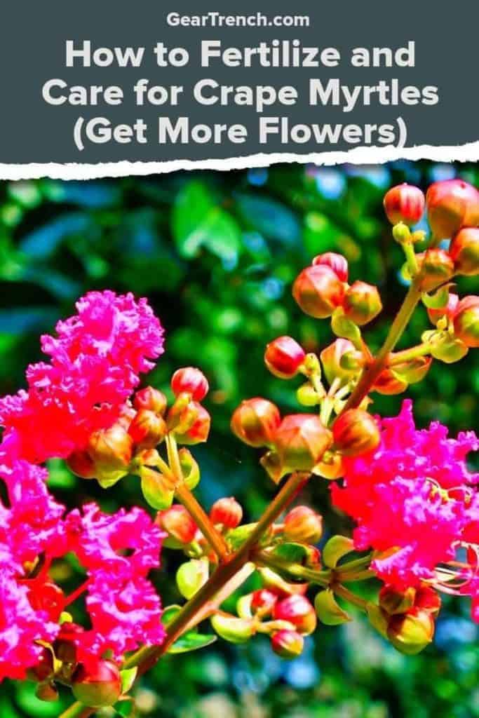 How To Fertilize & Care For Crape Myrtles (Get More Flowers) | GearTrench