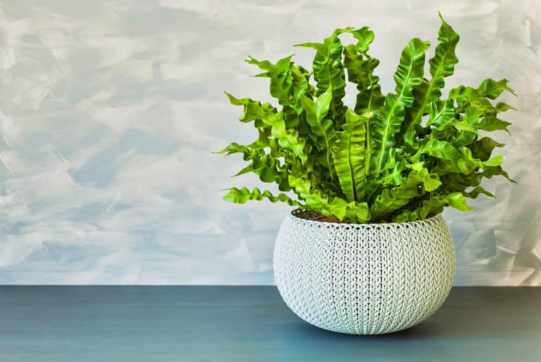 Crispy Wave Fern: How to Grow and Care Air Purifying Fern