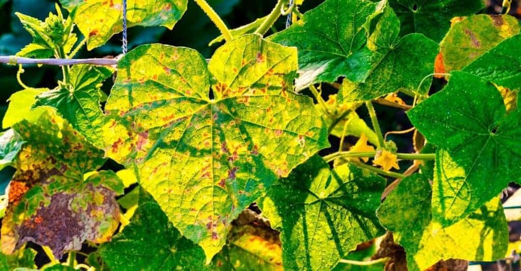 cucumber leaves turning yellow