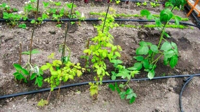 Growing Raspberries: The Ultimate Guide To Transplanting & Pruning ...