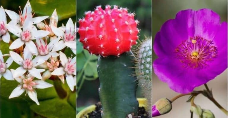 19 Amazing Flowering Succulents You Need to Plant In Your Home