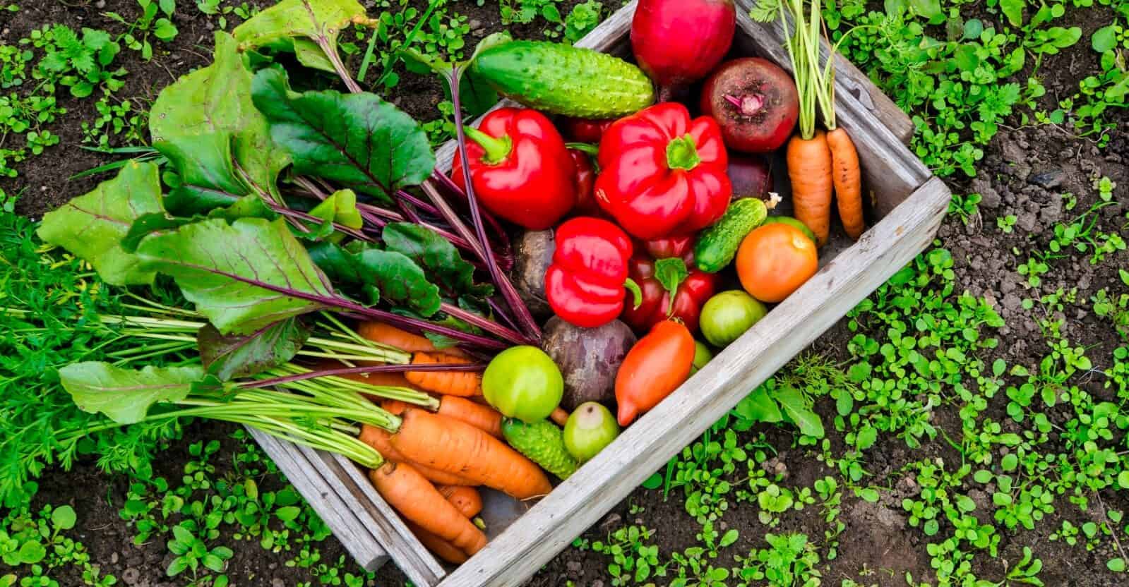 garden vegetables in basket