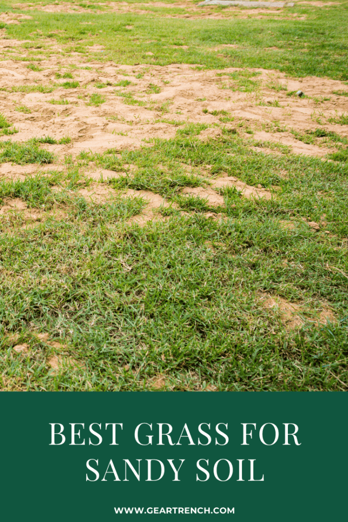 9 Best Grass For Sandy Soil (as Per Garden Experts) GearTrench