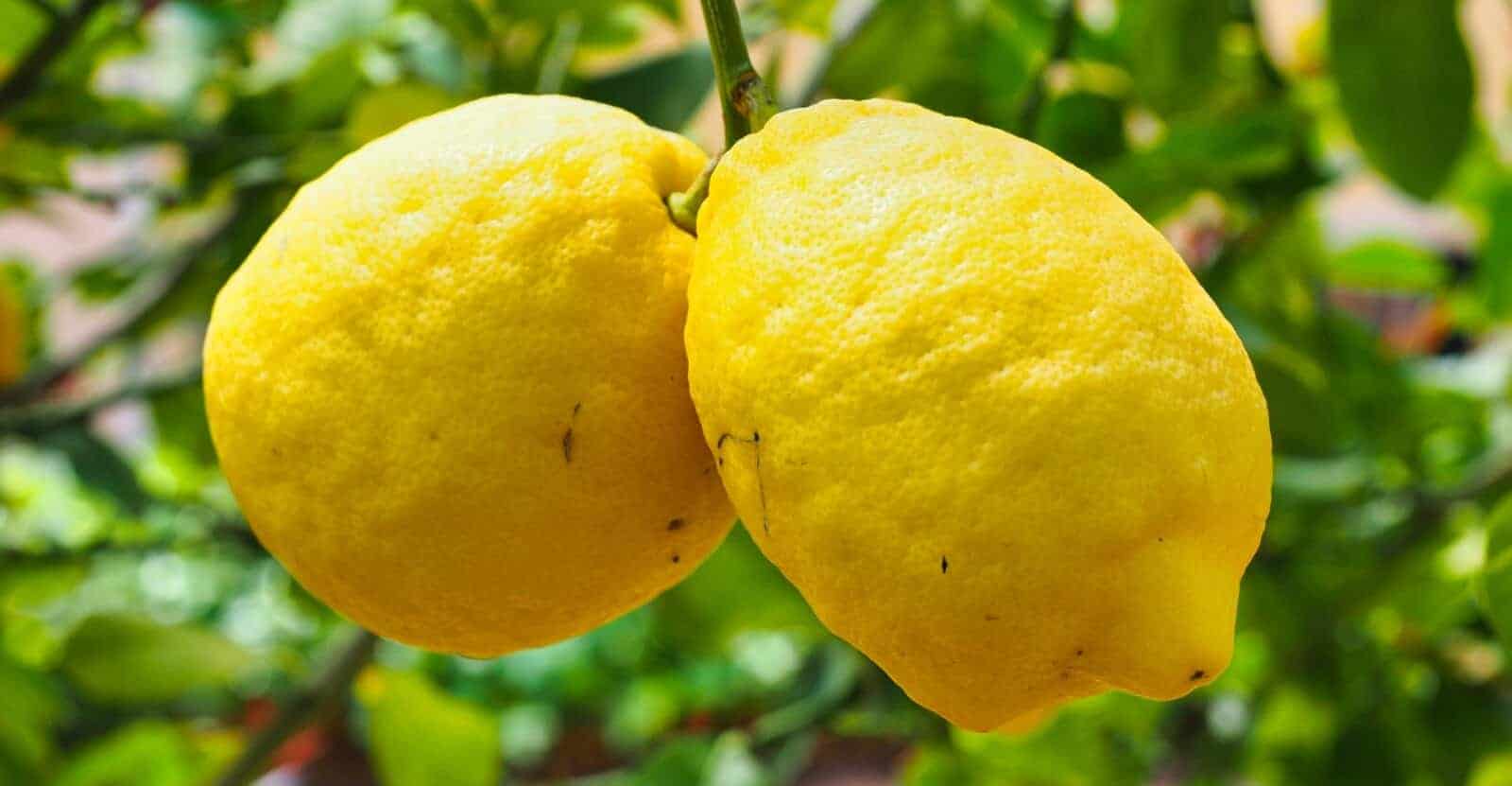 grwo lemon tree from seed