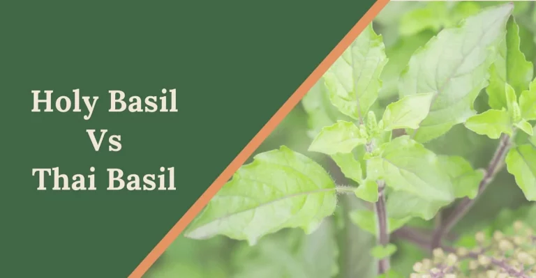 Holy Basil vs Thai Basil: What’s the Difference (With Pictures)