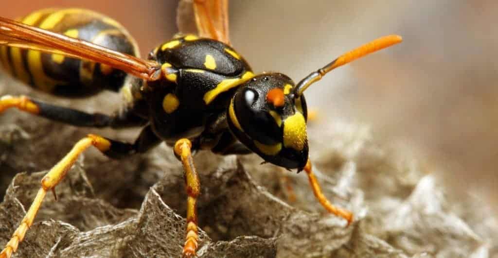 how long do wasp live