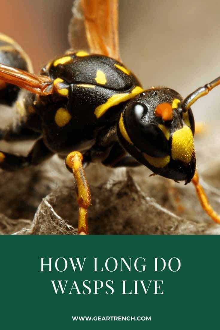 How Long Do Wasps Live (And Easy Ways To Get Rid Of Them)