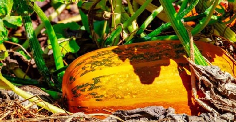 How Many Pumpkins Per Plant: Things You Need to Know?