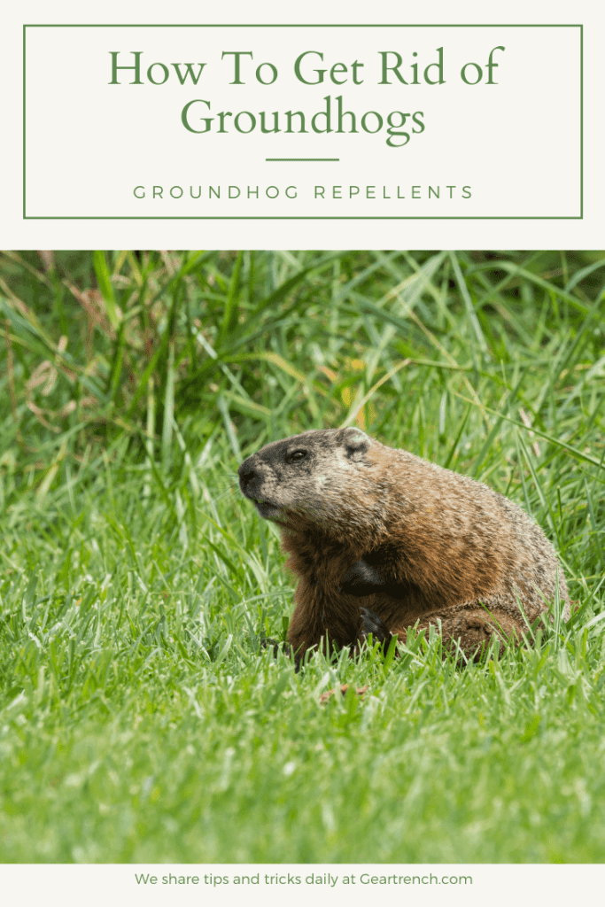 Groundhog Repellent: 19 Ways To Get Rid Of Them Permanently