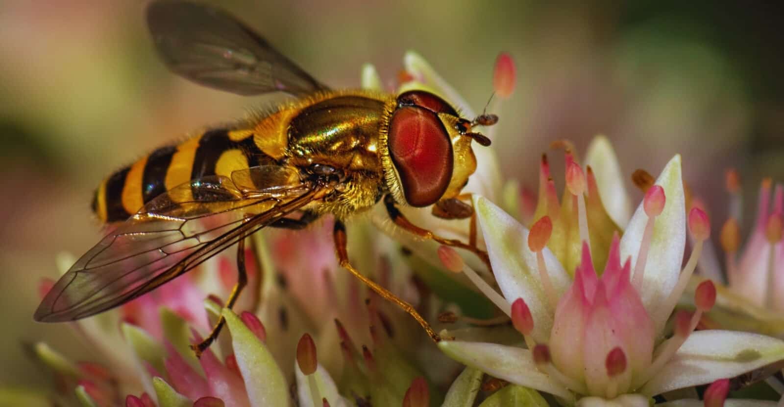 how to get rid of hoverflies