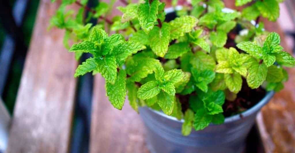 how to grow mint indoors