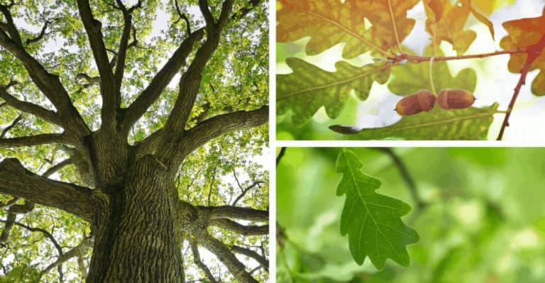 Complete Guide on Identifying Oak Leaves and Tree (With Pictures)
