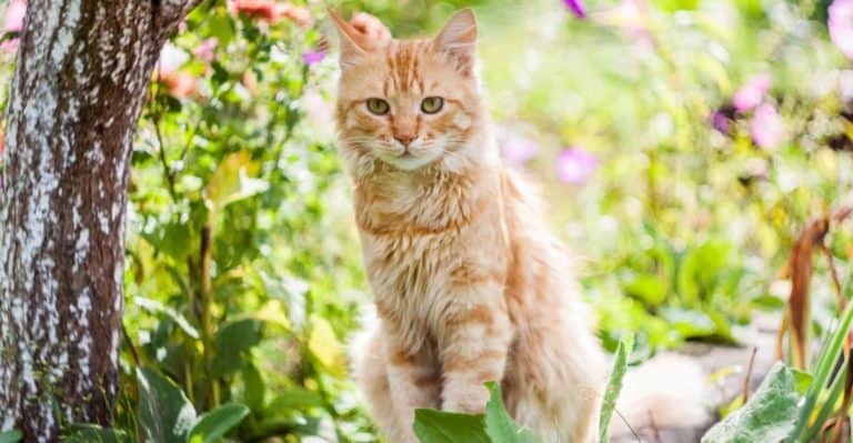 How to Keep Cats Away from Your Yard: 19 Tips That Work