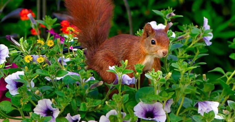 How to Keep Squirrels Away: 15 Tips to Get Rid of Squirrels