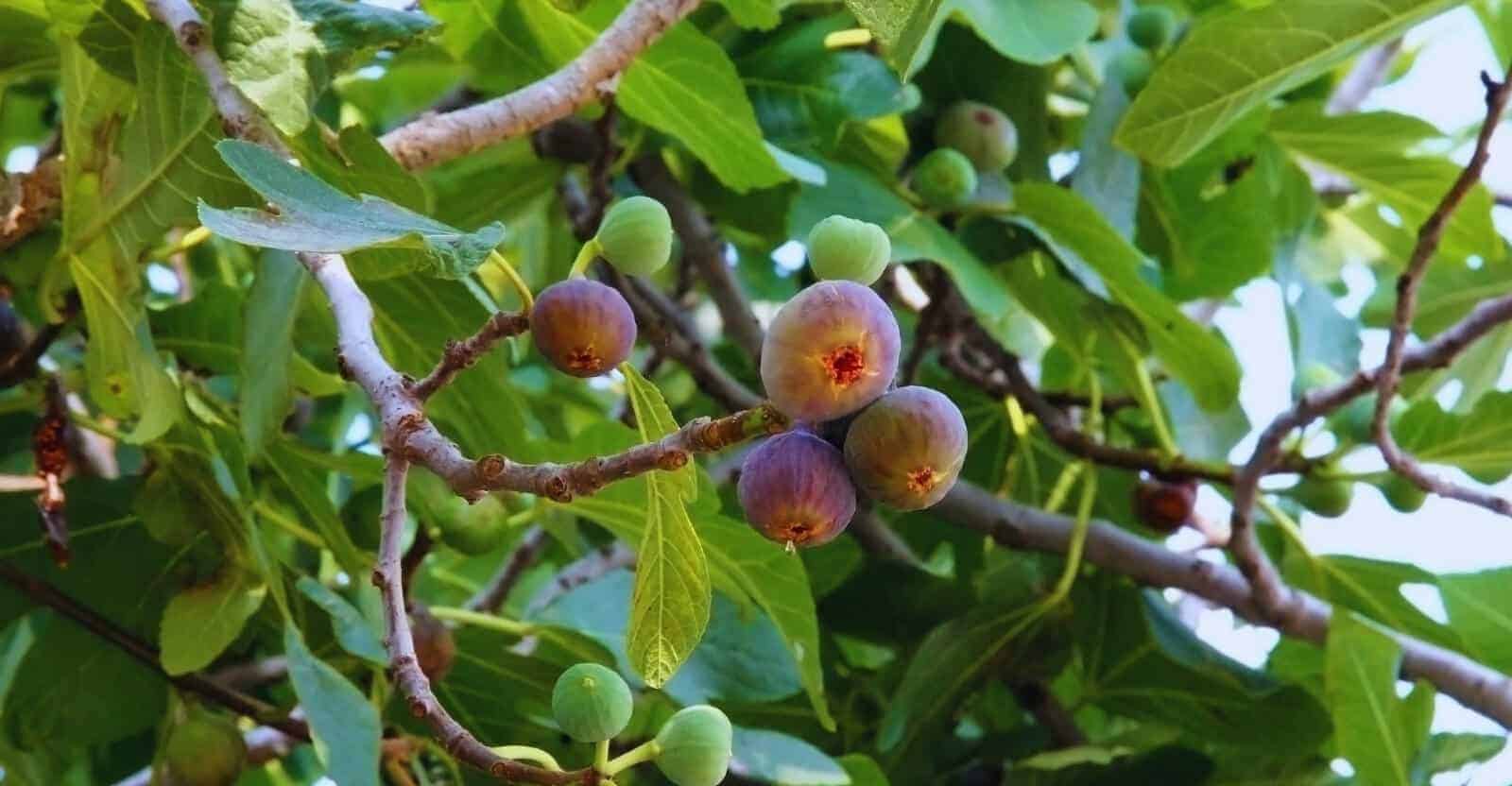 how to prune fig tree