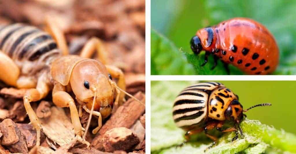 how to control potato bug beetle
