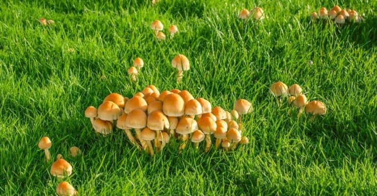 13 Effective Tactics on How to Get Rid of Mushrooms in Yard