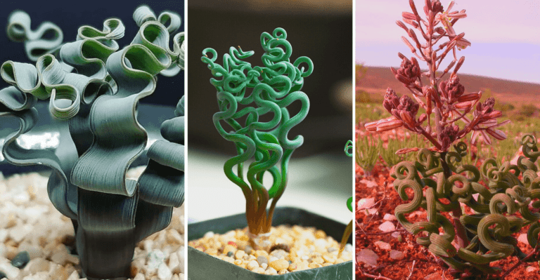 Trachyandra Tortilis: Exotic Spiraling Succulent Growth and Care