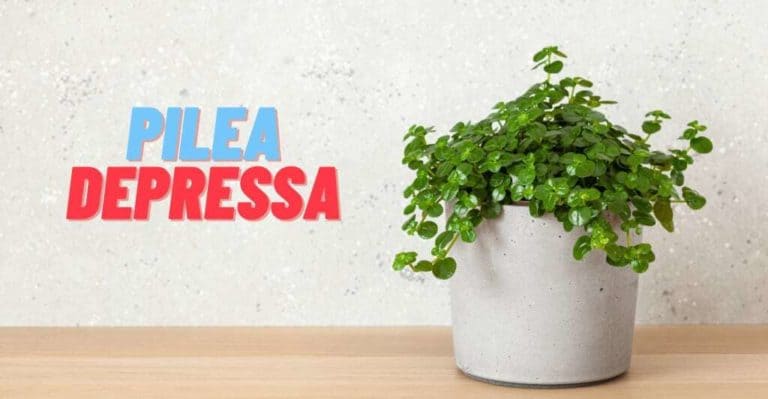 Growing Pilea Depressa: The Complete Guide to Plant and Care