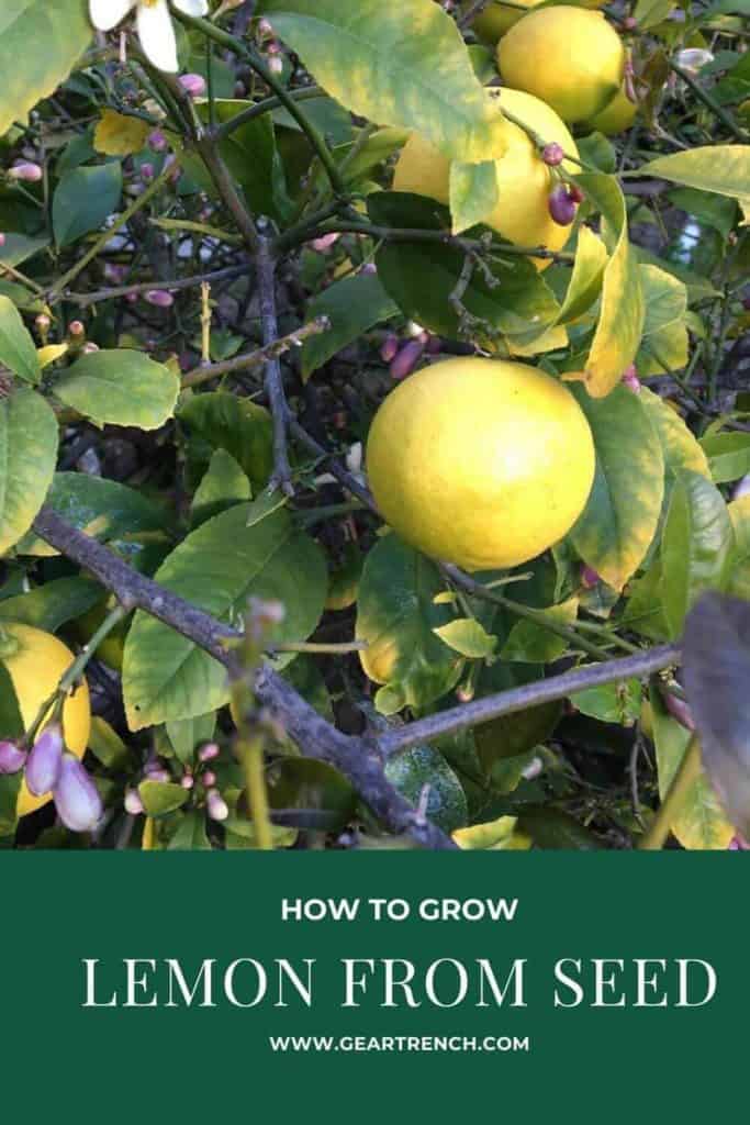 How To Grow Lemon Tree From Seed (Step-by-Step) | GearTrench