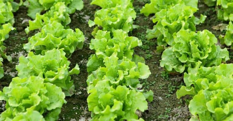 A Beginner Guide to Planting and Harvesting Lettuce (Simple Guide)