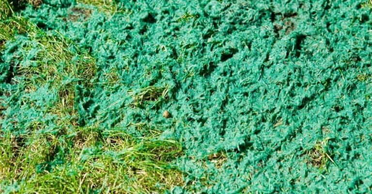 Hydroseeding Pros and Cons: Starting a Lawn from Seed