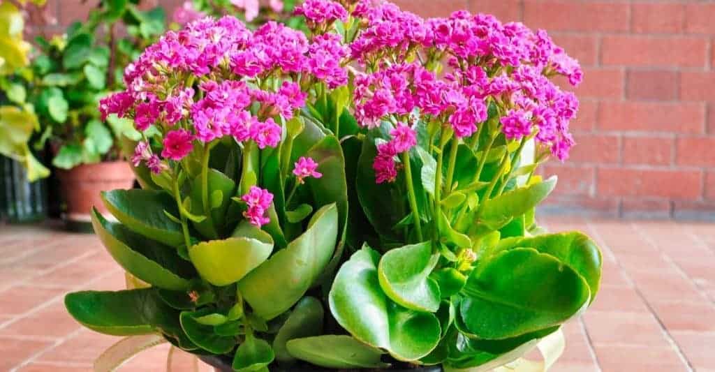 kalanchoe growth and care