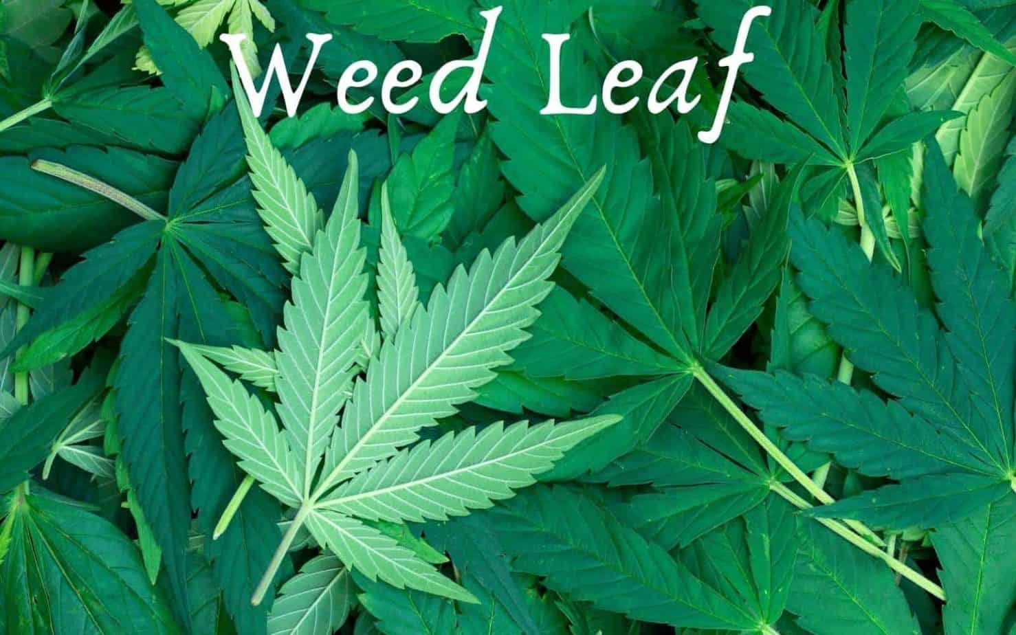 11 Plants That Look Like Weed But Are Entirely Legal (With Pictures)