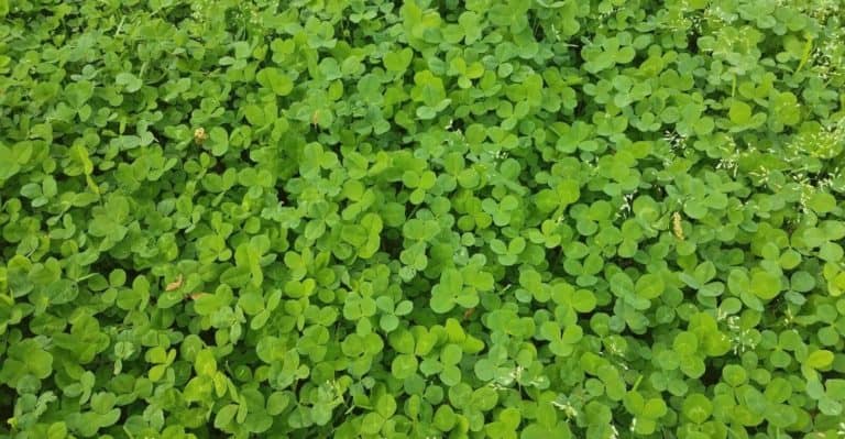 How To Effortlessly Grow Micro Clover Lawn (Beginner Guide)