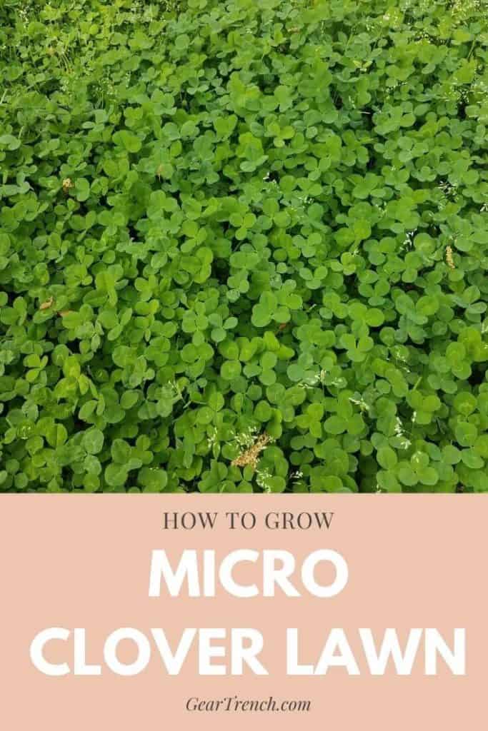 How To Effortlessly Grow Micro Clover Lawn (Beginner Guide) | GearTrench