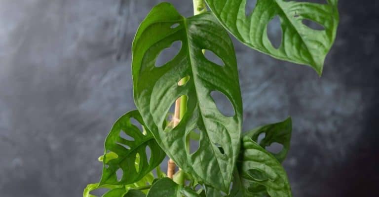 Monstera Epipremnoides: How to Plant and Care (with Tips)