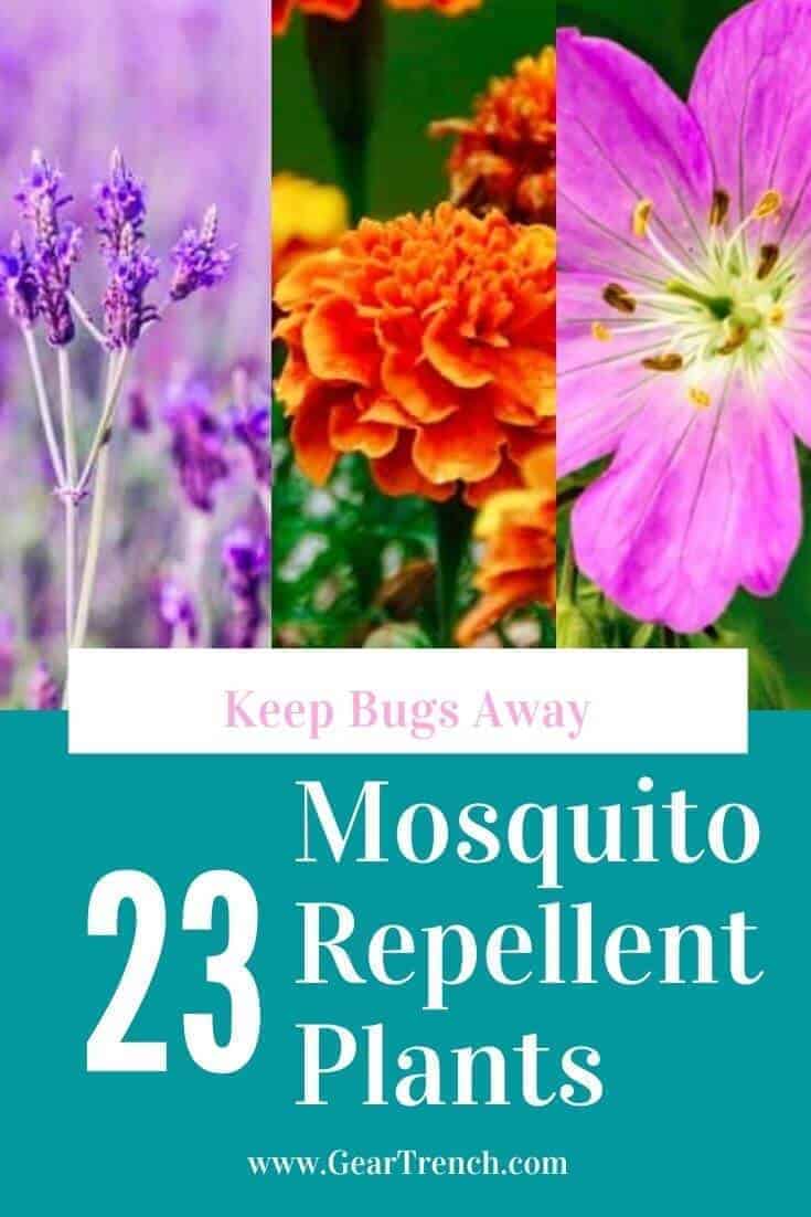 23 Best Mosquito Repellent Plants (Easy To Care) | GearTrench